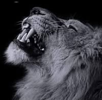 Savage Mode Recovery lion